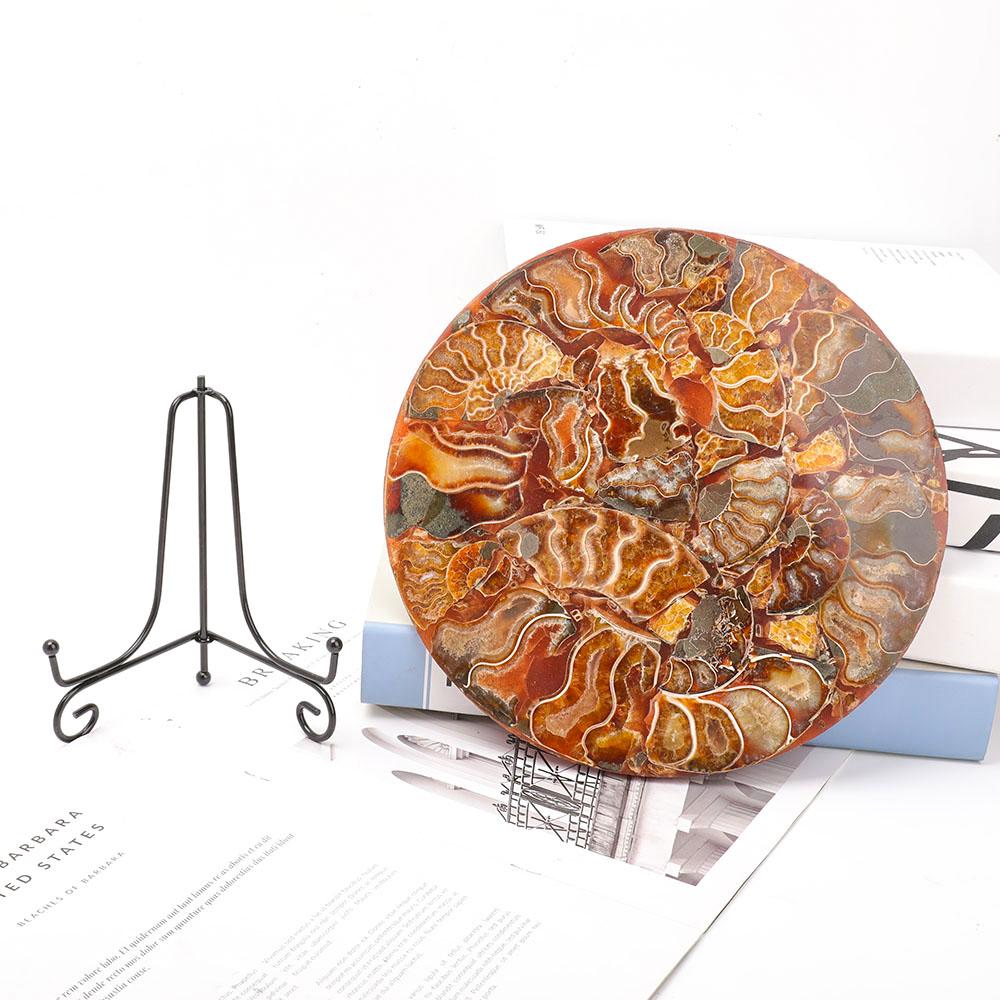 Ammonite Round Plate Free Form Full Set