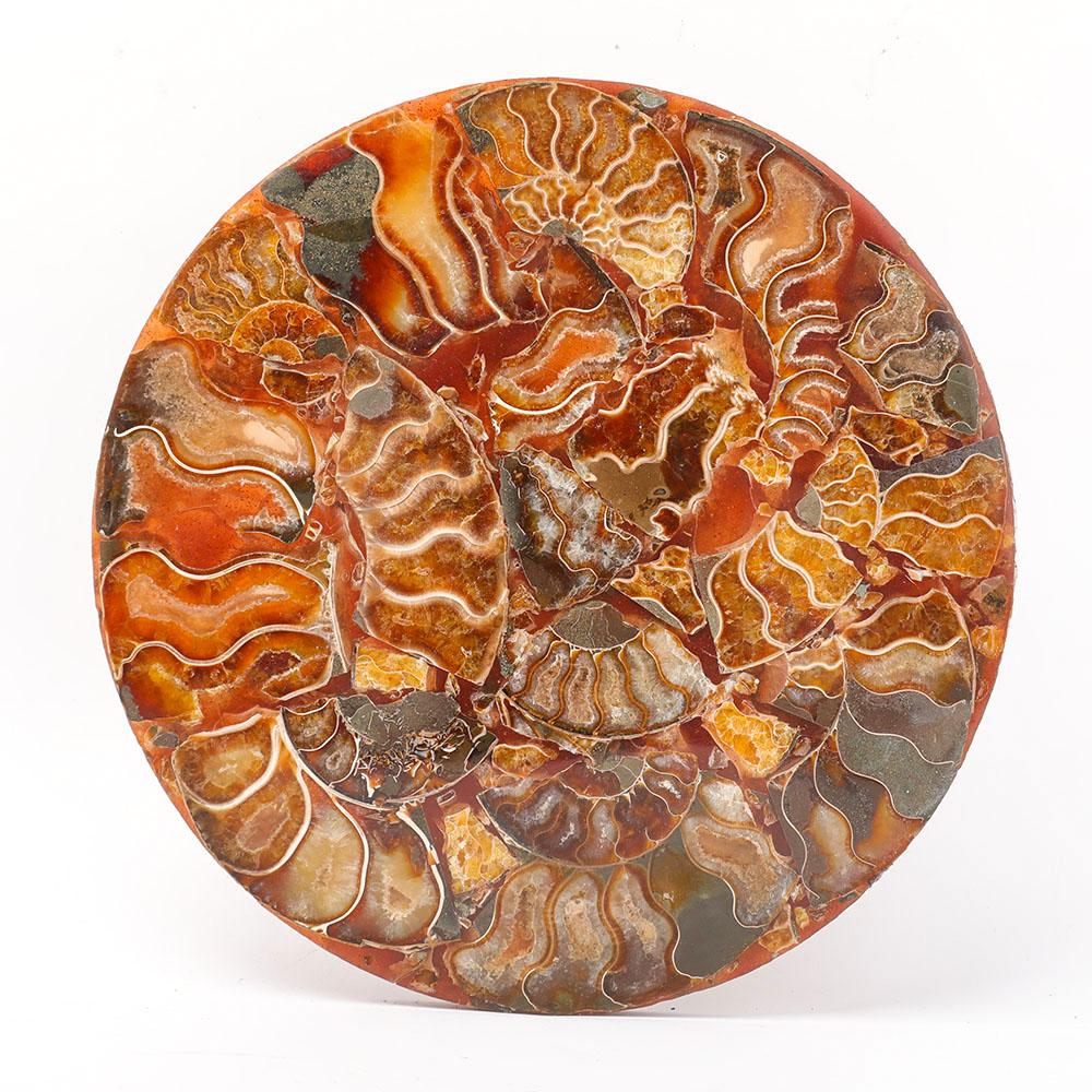 Ammonite Round Plate Free Form Full Set