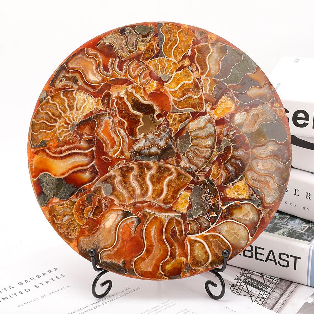 Ammonite Round Plate Free Form Full Set