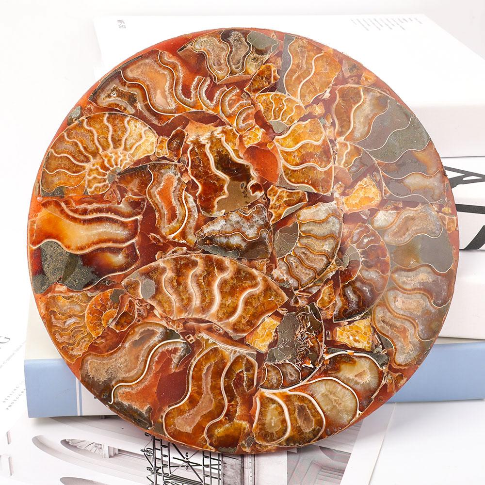 Ammonite Round Plate Free Form Full Set